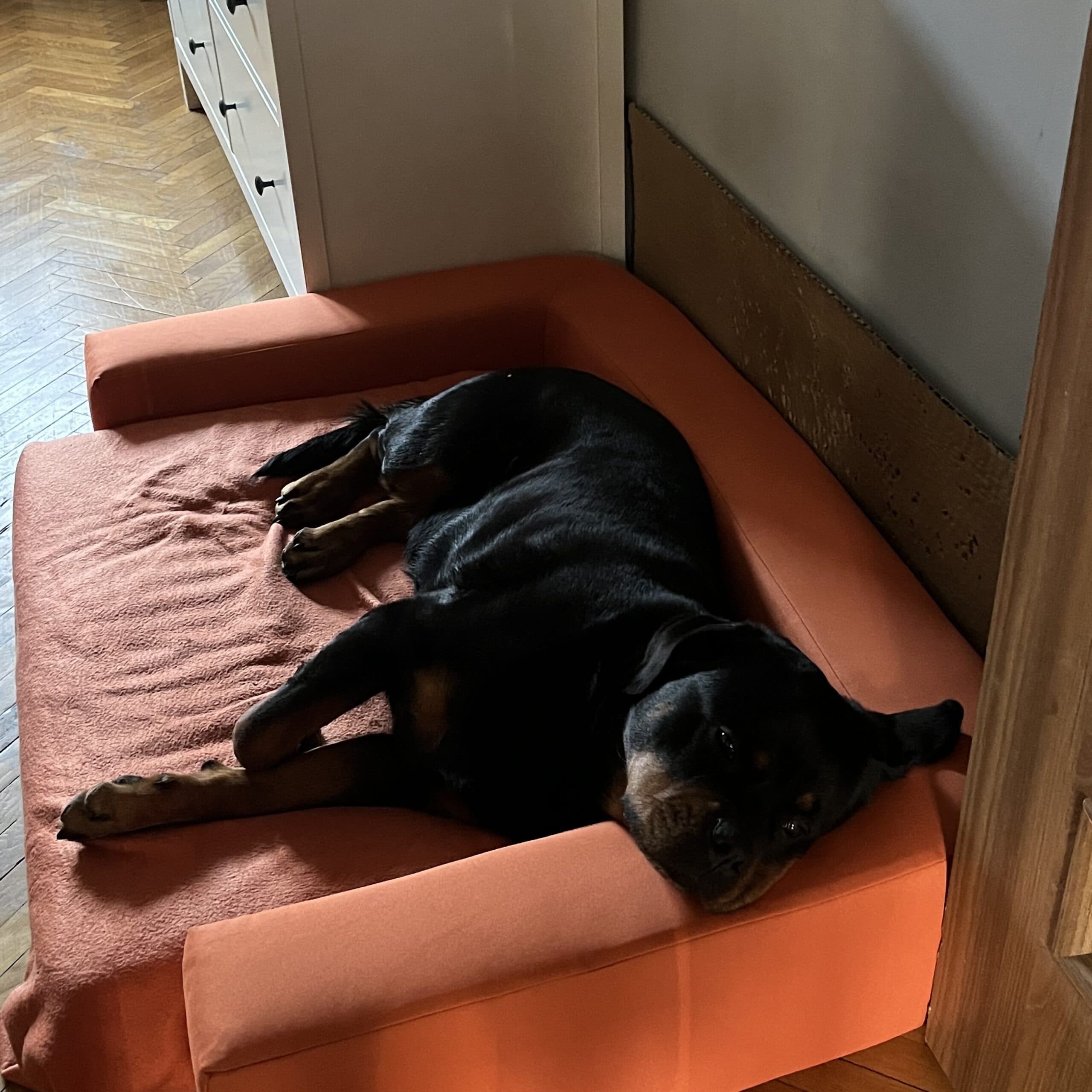 Czarny pies odpoczywający na pomarańczowym legowisku REST w domowym wnętrzu.