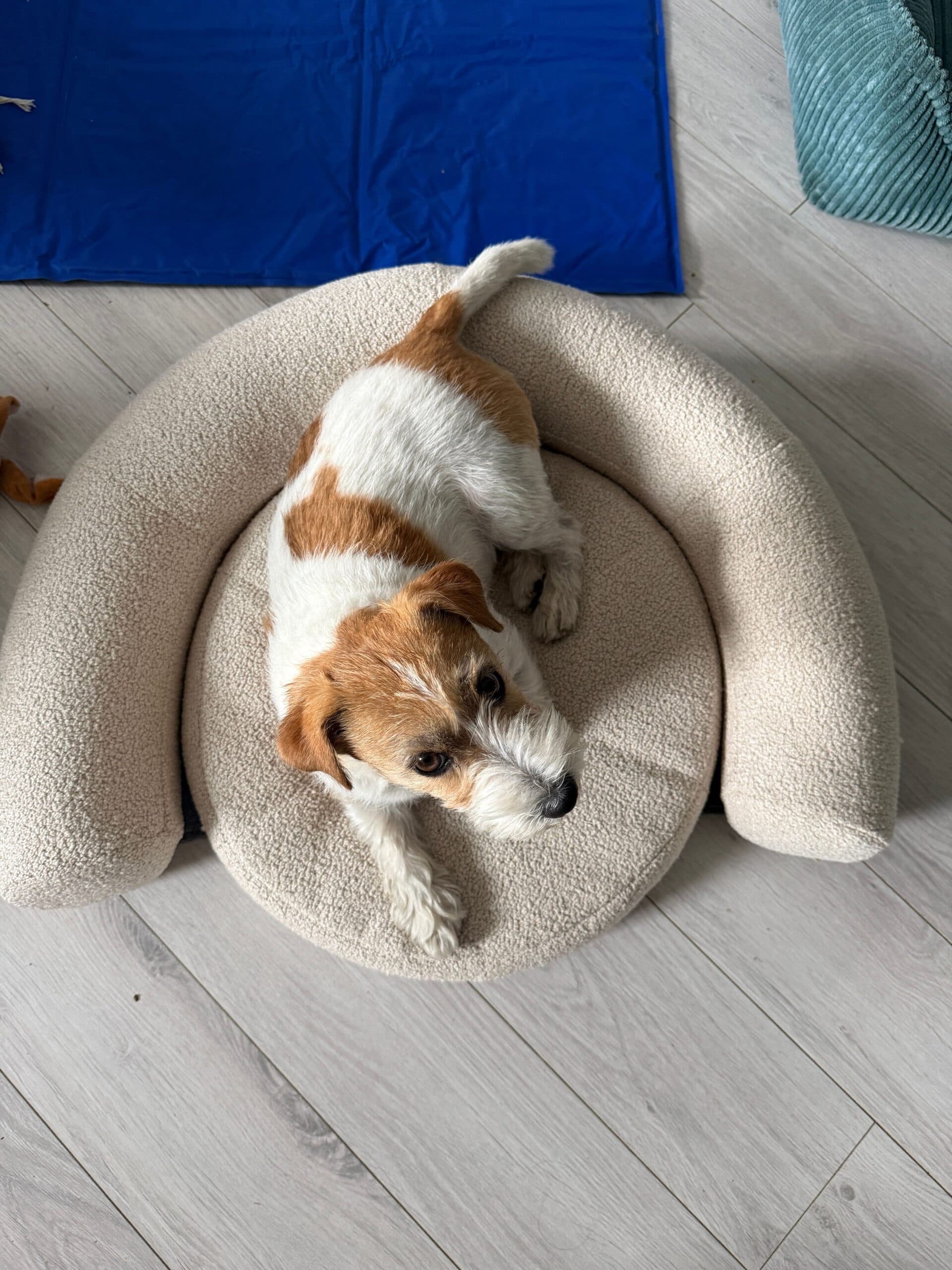 Mały biało-rudy pies odpoczywający w okrągłym, boucle legowisku REST HUGS.